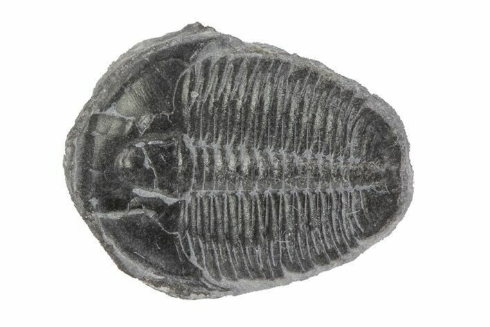 Elrathia Trilobite Fossil - Utah #79012